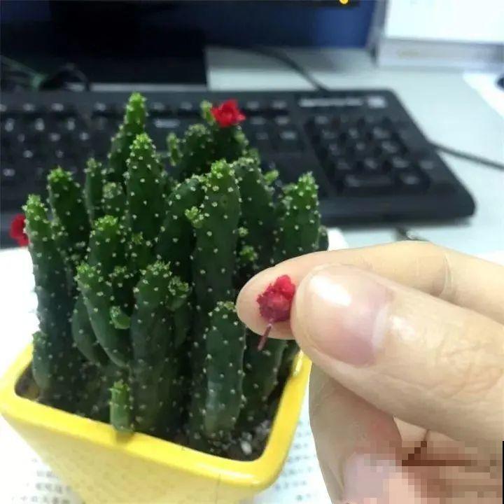 7种花,全是骗人的,白花冤枉钱! 7种花,全是骗人的,白花冤枉钱!