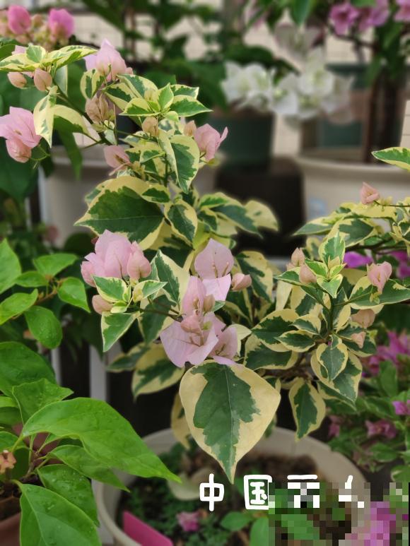 20平的小楼顶，养了100多盆三角梅，花团锦簇美不胜收！