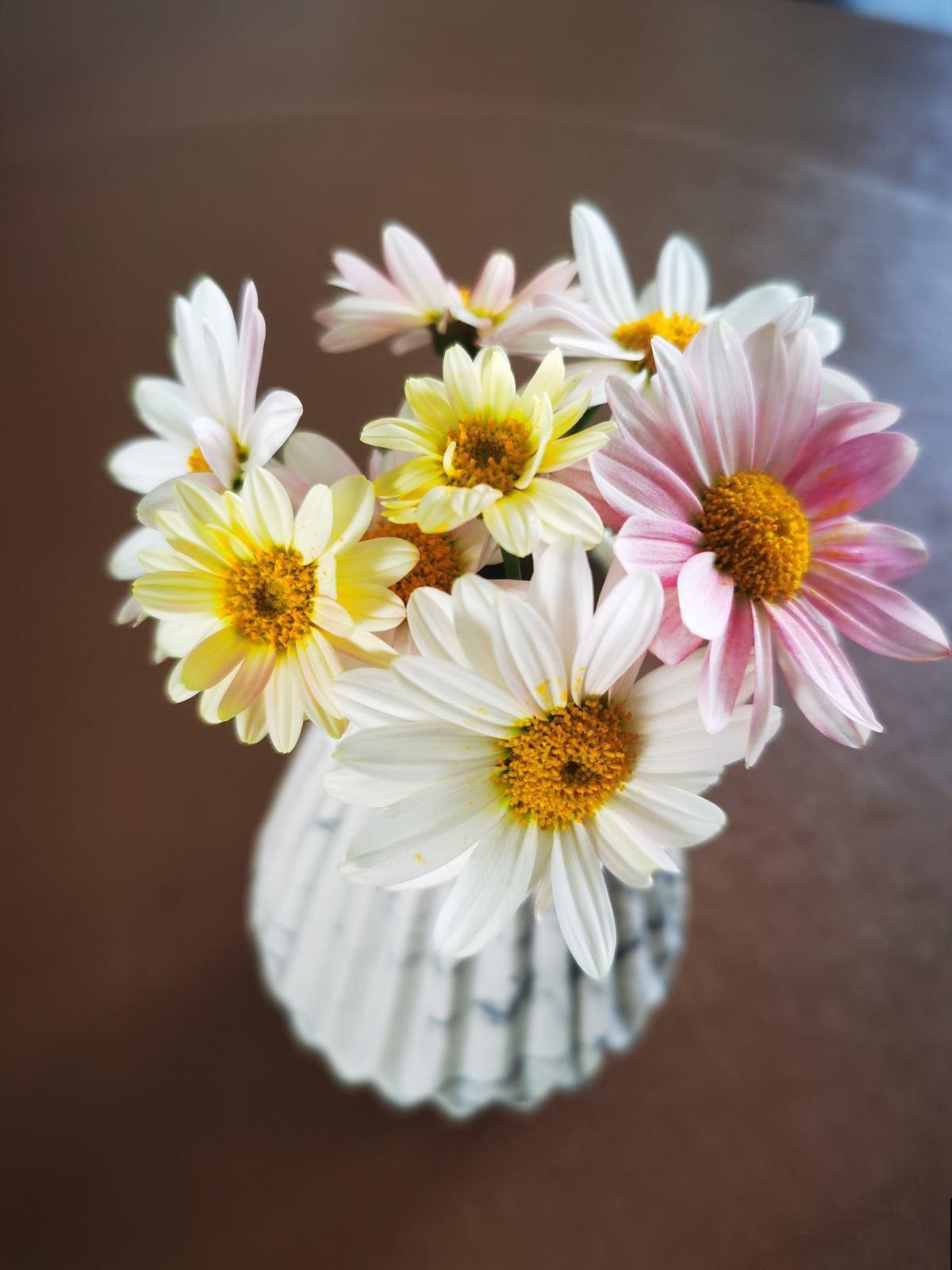 玛格丽特养不好?教你6招,花盆都要被撑爆! 玛格丽特养不好?教你6招,花盆都要被撑爆!