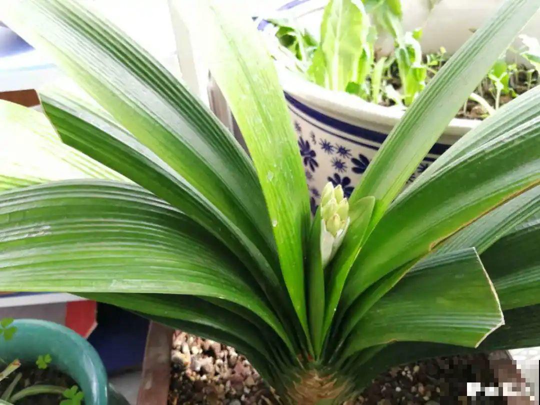 三伏已过,这花可以处理了,晚了错过开花! 三伏已过,这花可以处理了,晚了错过开花!