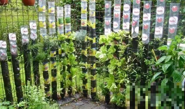 旧筷子、老干妈瓶，都是养花宝贝，做盆浇水都能用！