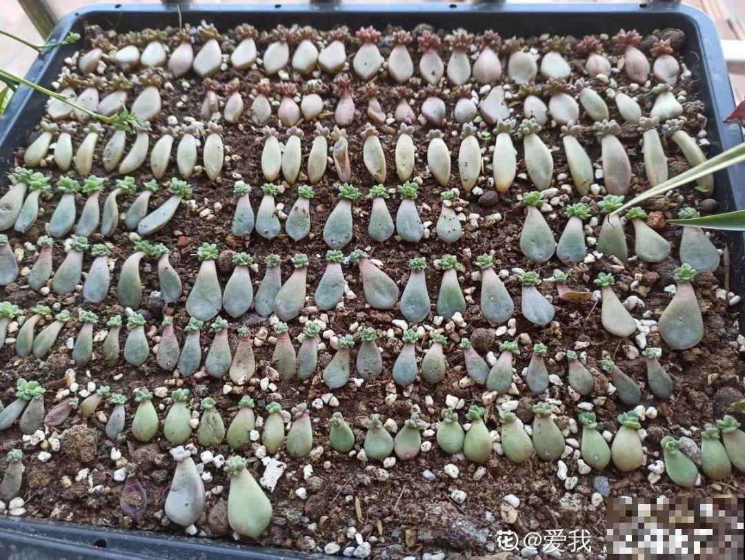 花堆成山,捡到手软,大麻袋都装不下了! 花堆成山,捡到手软,大麻袋都装不下了!