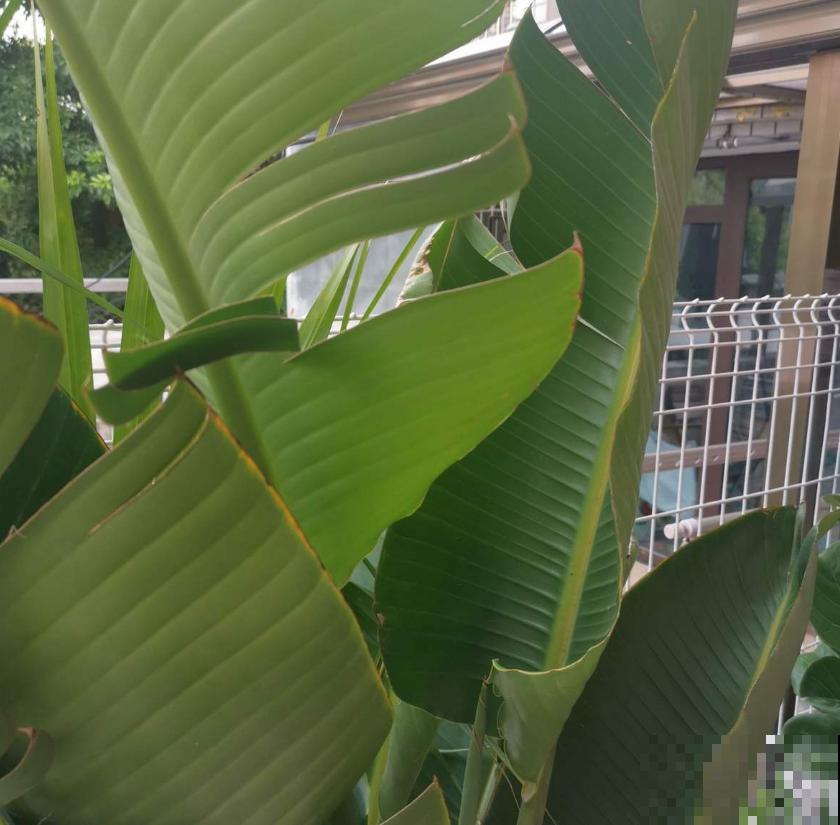高大威猛的旅人蕉,室内养一盆,热带风情满满! 高大威猛的旅人蕉,室内养一盆,热带风情满满!