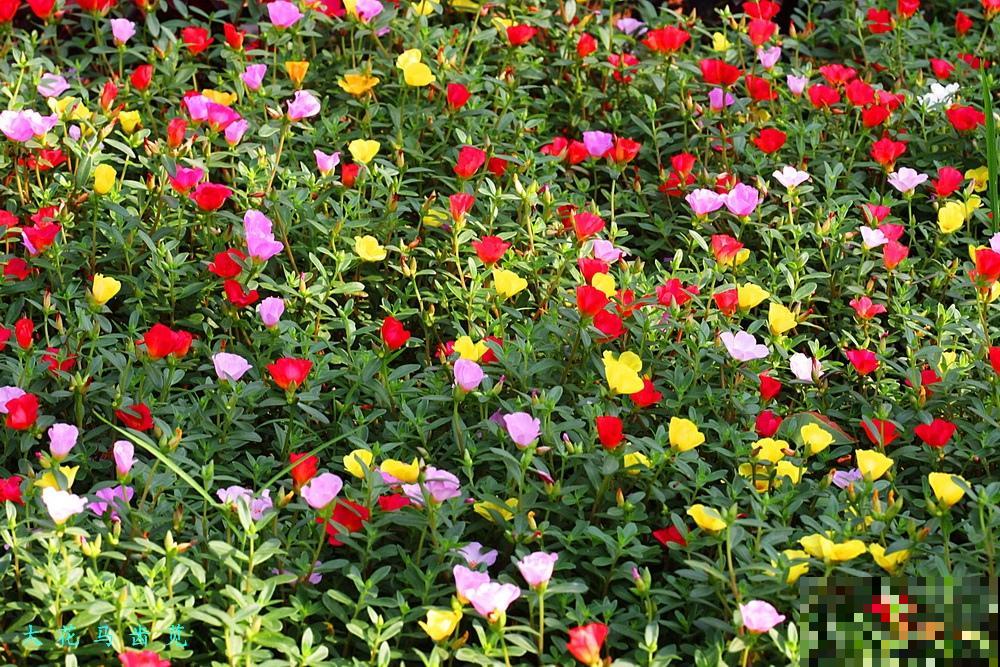 可以自生自长的花,种子掉土里就活,不用管开不停! 可以自生自长的花,种子掉土里就活,不用管开不停!