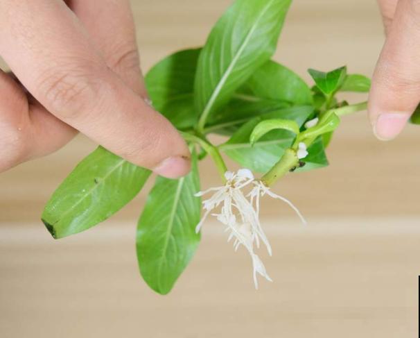 家里的花，用这东西裹住，捂一捂，可以快速生根！