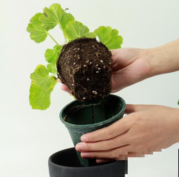 天竺葵太能开,一年能开大半年,花多还易爆盆! 天竺葵太能开,一年能开大半年,花多还易爆盆!