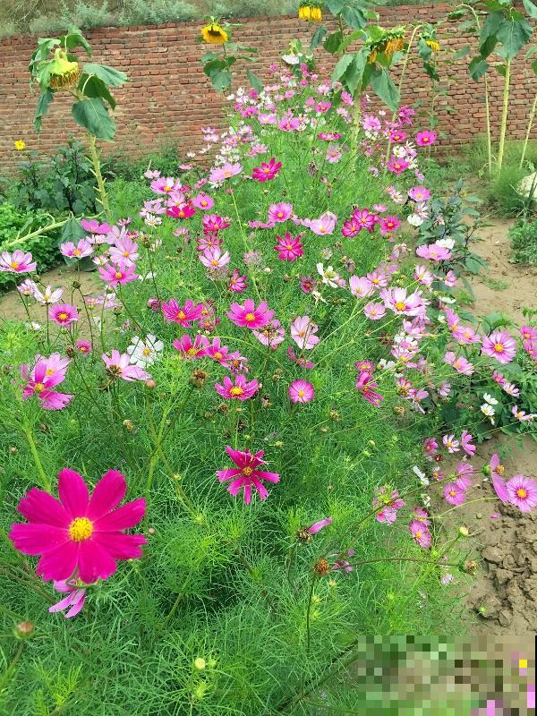 可以自生自长的花,种子掉土里就活,不用管开不停! 可以自生自长的花,种子掉土里就活,不用管开不停!