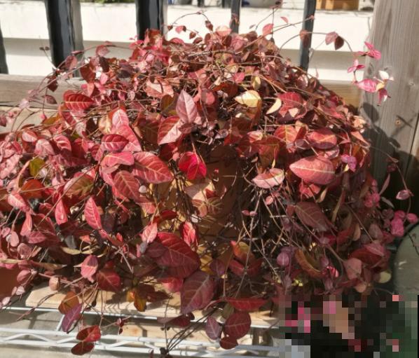 秋天就适合种草,叶子五彩斑斓,比月季三角梅都好看! 秋天就适合种草,叶子五彩斑斓,比月季三角梅都好看!