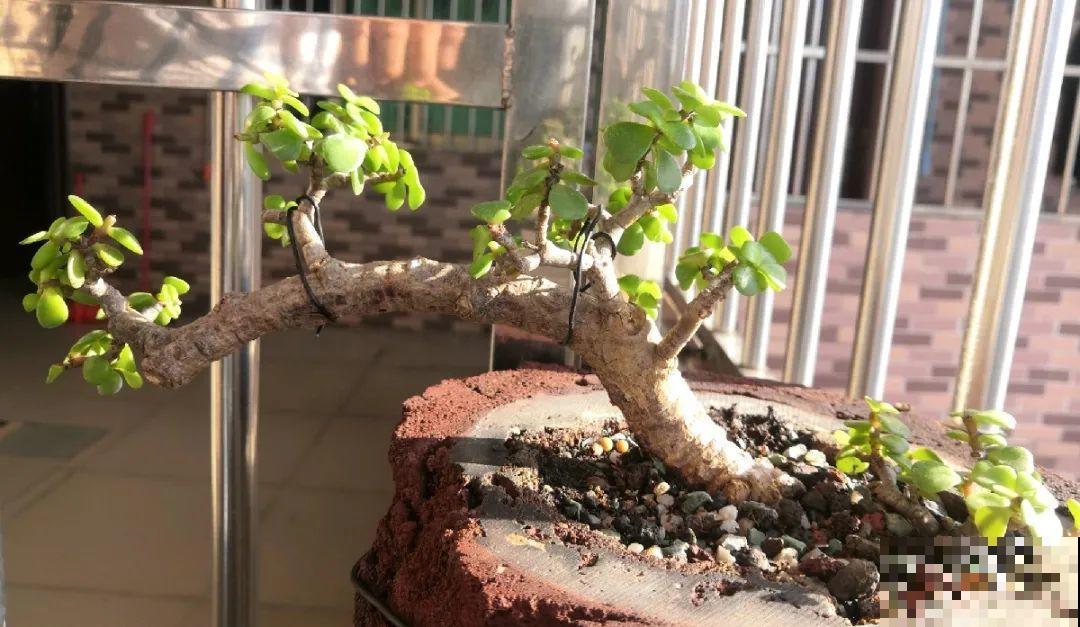 养金枝玉叶,剪成“歪脖子”,越歪越值钱! 养金枝玉叶,剪成“歪脖子”,越歪越值钱!