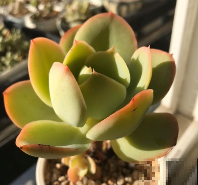 封闭小阳台，适合养这8种多肉，上色快、爆盆容易！