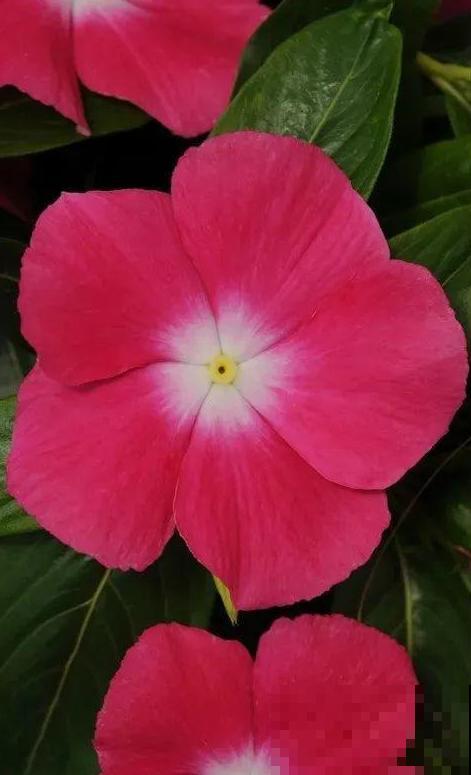 1种花是开花机器，只要温度合适，一年四季都能开花