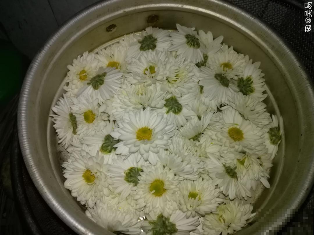 白色蜀葵竟被拦腰折断,说是因为颜色不吉利,真无语! 白色蜀葵竟被拦腰折断,说是因为颜色不吉利,真无语!