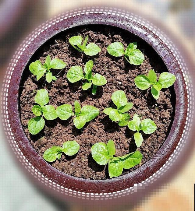 把菜种自家墙上,多得吃不完,太震撼 把菜种自家墙上,多得吃不完,太震撼