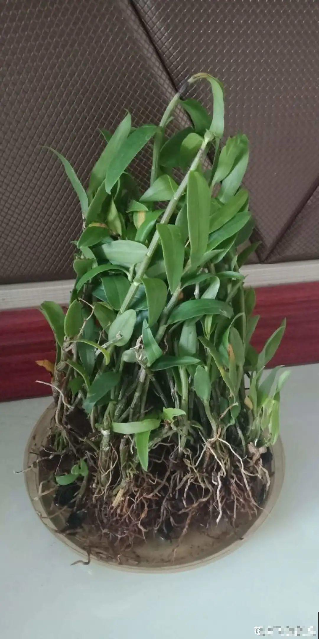 养花最重要的就是选花盆，花盆选错了，花都长不好