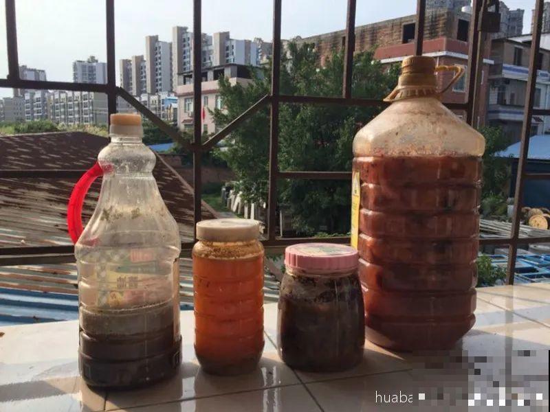 9月施肥季,这花赶紧贴秋膘,才能爆开花! 9月施肥季,这花赶紧贴秋膘,才能爆开花!