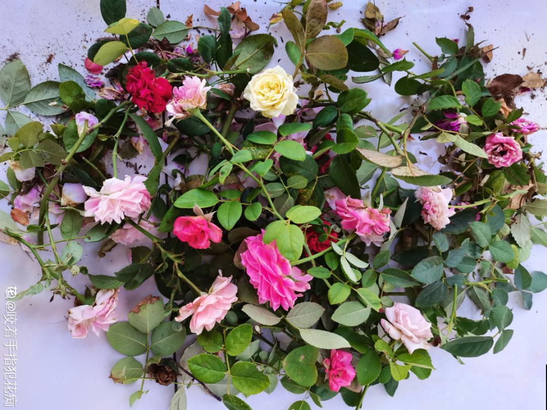 换盆扦插要抓紧，现在正是最佳时期，再晚来不及了！