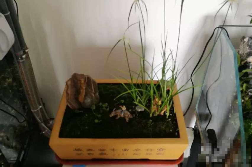 千篇一律？在家养盆白鹭草，花友全得来围观！