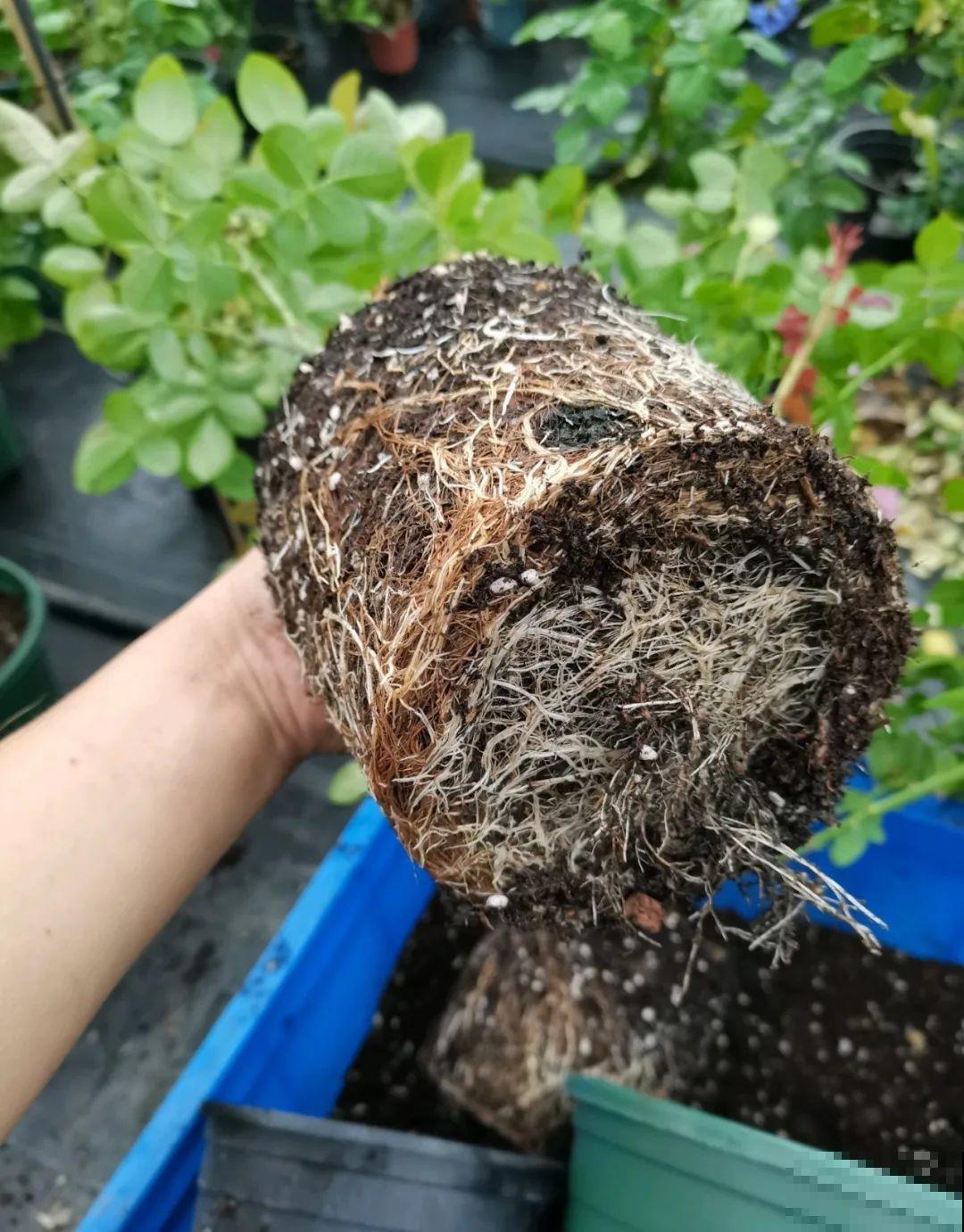 秋凉容易生虫子，月季招来害虫，必须赶紧换盆