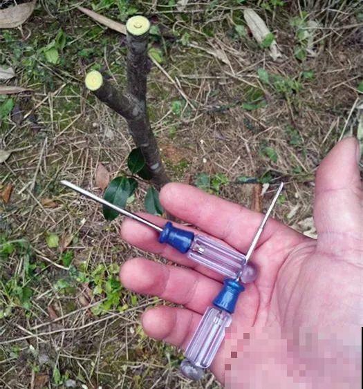 嫁接达人,玉树嫁接长寿上,花友直呼内行! 嫁接达人,玉树嫁接长寿上,花友直呼内行!