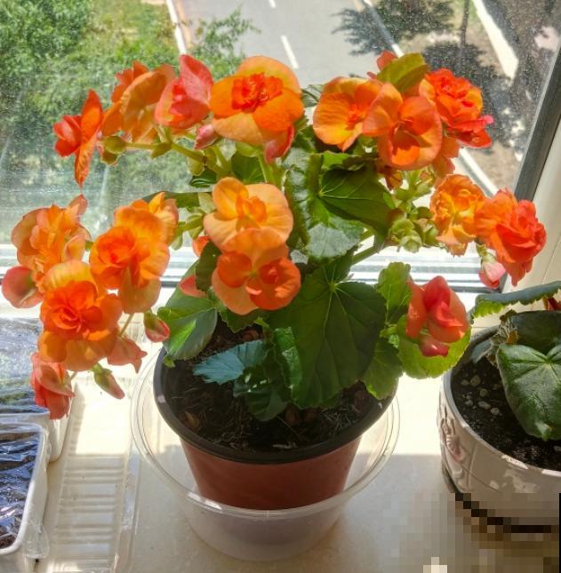 这些花马上就苏醒了,赶紧一瓢水浇透,个子立马蹿一截! 这些花马上就苏醒了,赶紧一瓢水浇透,个子立马蹿一截!