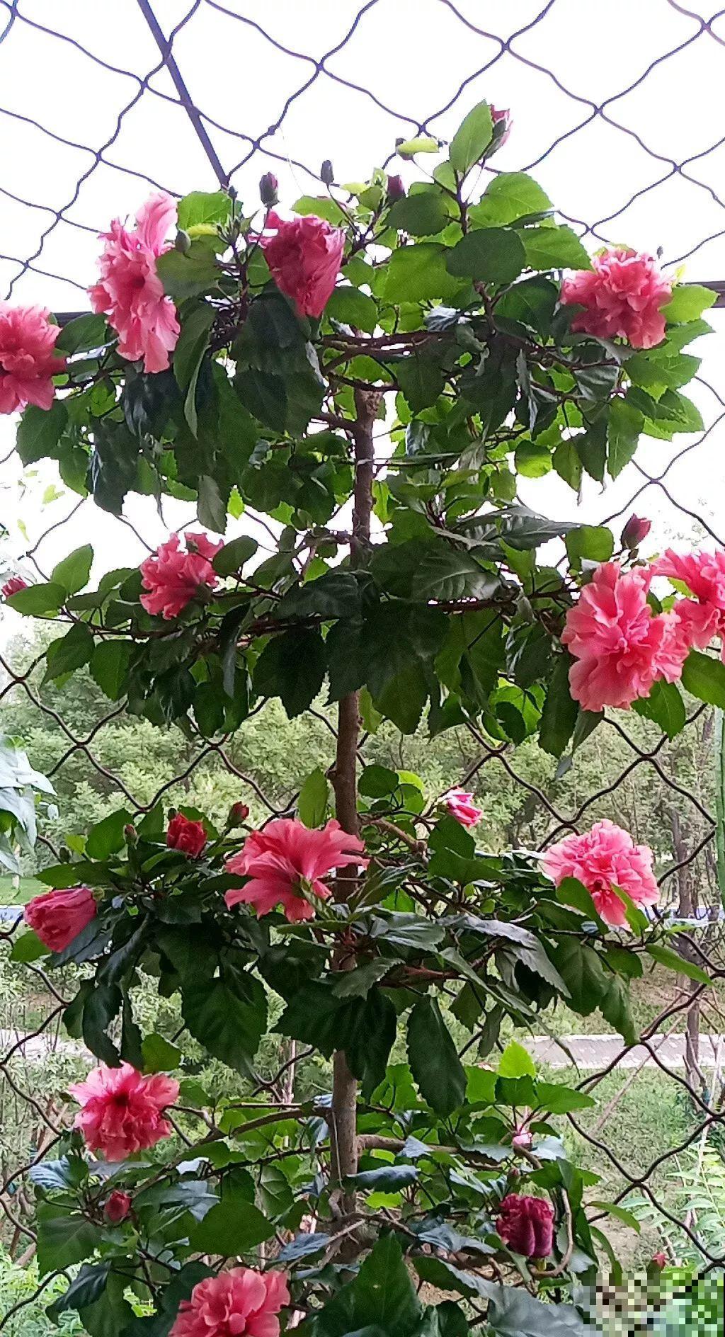 8根筷子绑一起,2个月变老桩,让你爱不释手! 8根筷子绑一起,2个月变老桩,让你爱不释手!