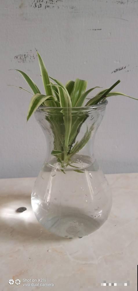 水里丢两块木炭，水培花不烂根，还能净化水质