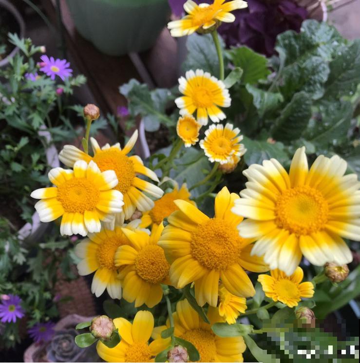 初入花坑,就选这些懒人花,种一次开好几个月! 初入花坑,就选这些懒人花,种一次开好几个月!