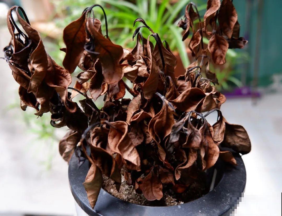 公认难养的花,养一盆死一盆,从来没有养活过! 公认难养的花,养一盆死一盆,从来没有养活过!