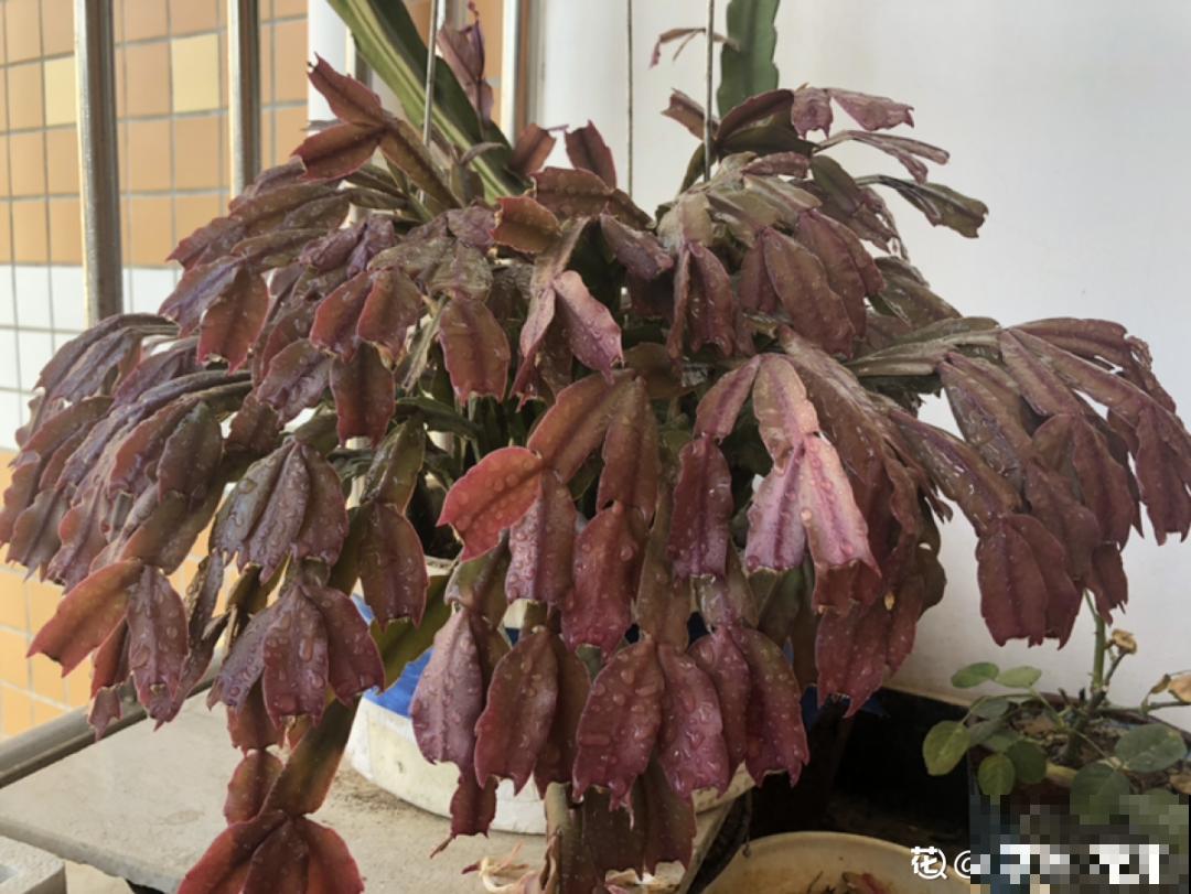 三伏已过,这花可以处理了,晚了错过开花! 三伏已过,这花可以处理了,晚了错过开花!