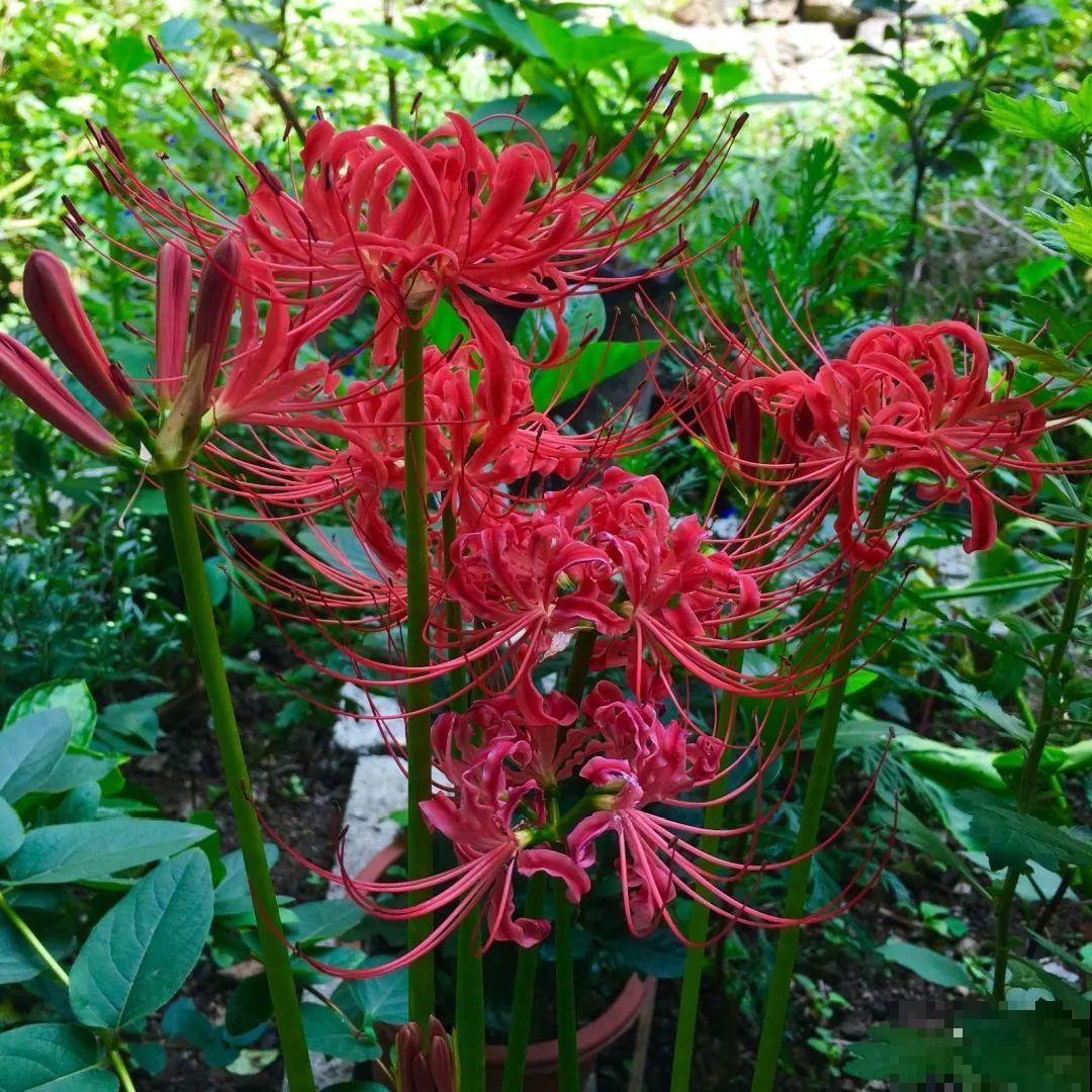 11种花,下个月就开花,现在养护是关键! 11种花,下个月就开花,现在养护是关键!