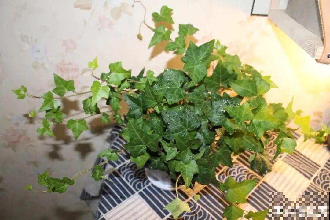 龟背竹是“吸废气”高手，家里放一盆，门窗紧闭也能空气清新！