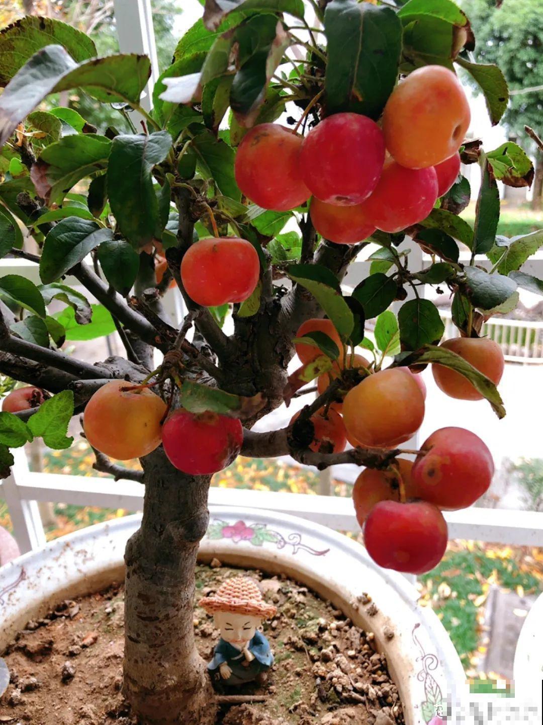 院子里种棵守家果树,镇宅风水好,旺人旺家 院子里种棵守家果树,镇宅风水好,旺人旺家