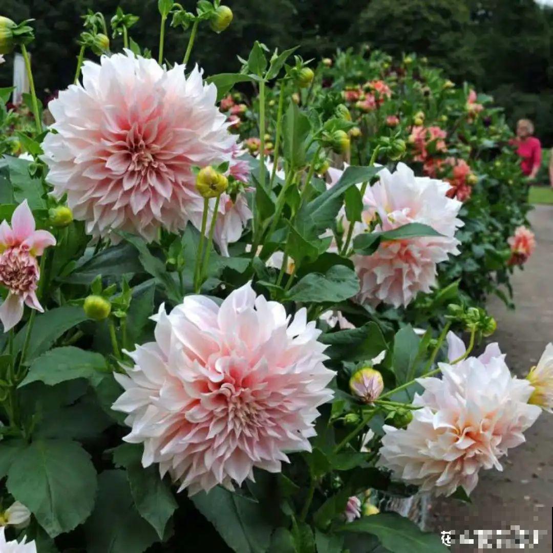 9月生日花，又美又香，寓意极好！