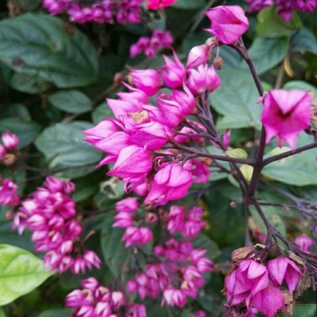 看图猜花名，100道题，测你的养花天分！