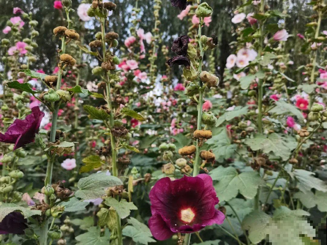 一次性的花，秋天开完就扔了，别浪费时间！