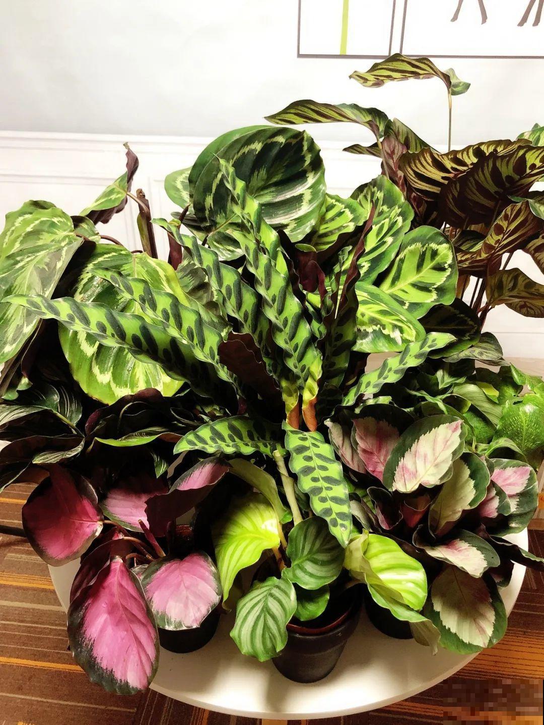 新买一盆花,叶子五颜六色,真怀疑它是不是喷药了? 新买一盆花,叶子五颜六色,真怀疑它是不是喷药了?