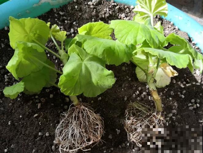 扦插最佳时期到了,有这花赶紧插,沾土就能活! 扦插最佳时期到了,有这花赶紧插,沾土就能活!