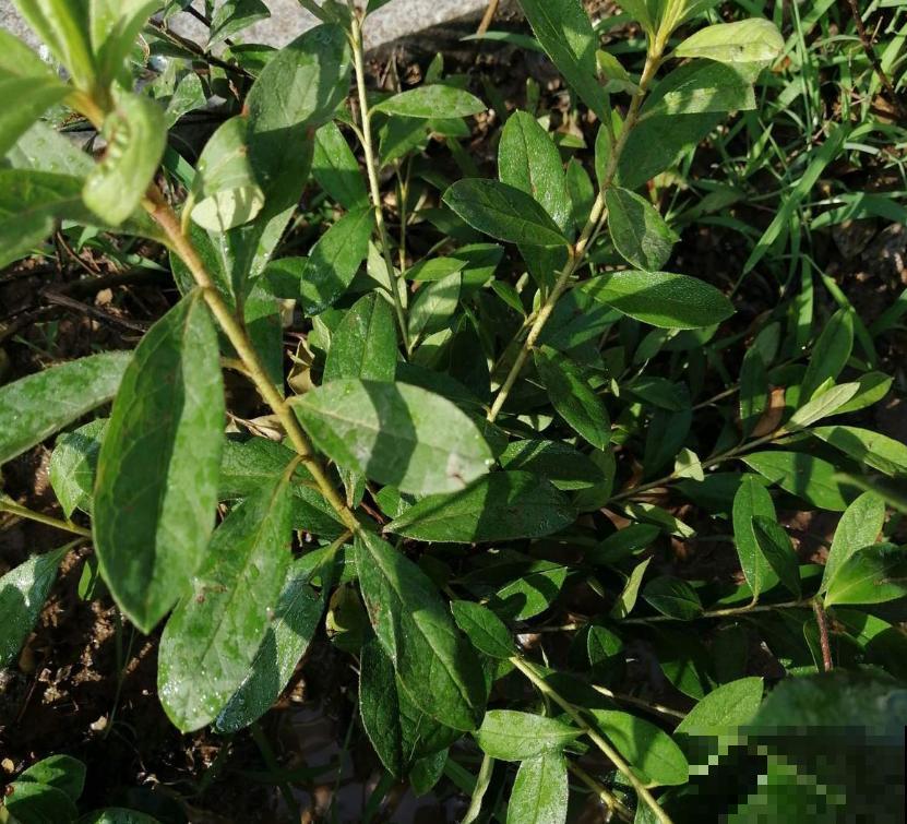 枸杞特好养,种子一埋,小红果挂满枝头! 枸杞特好养,种子一埋,小红果挂满枝头!