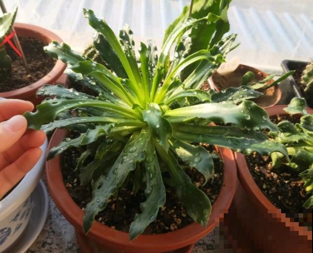 都说多肉开花要剪掉,这种多肉千万别剪,看的就是花! 都说多肉开花要剪掉,这种多肉千万别剪,看的就是花!