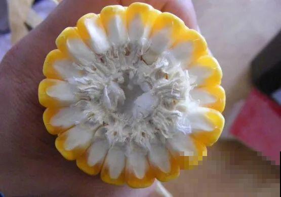 西红柿、玉米……埋土里，7天长成小森林，结出果子一大筐！