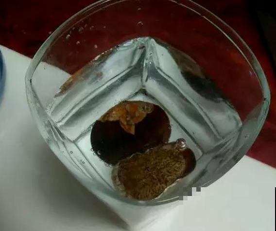 吃不完的板栗别扔,找个花盆种下,长出可爱小盆栽! 吃不完的板栗别扔,找个花盆种下,长出可爱小盆栽!