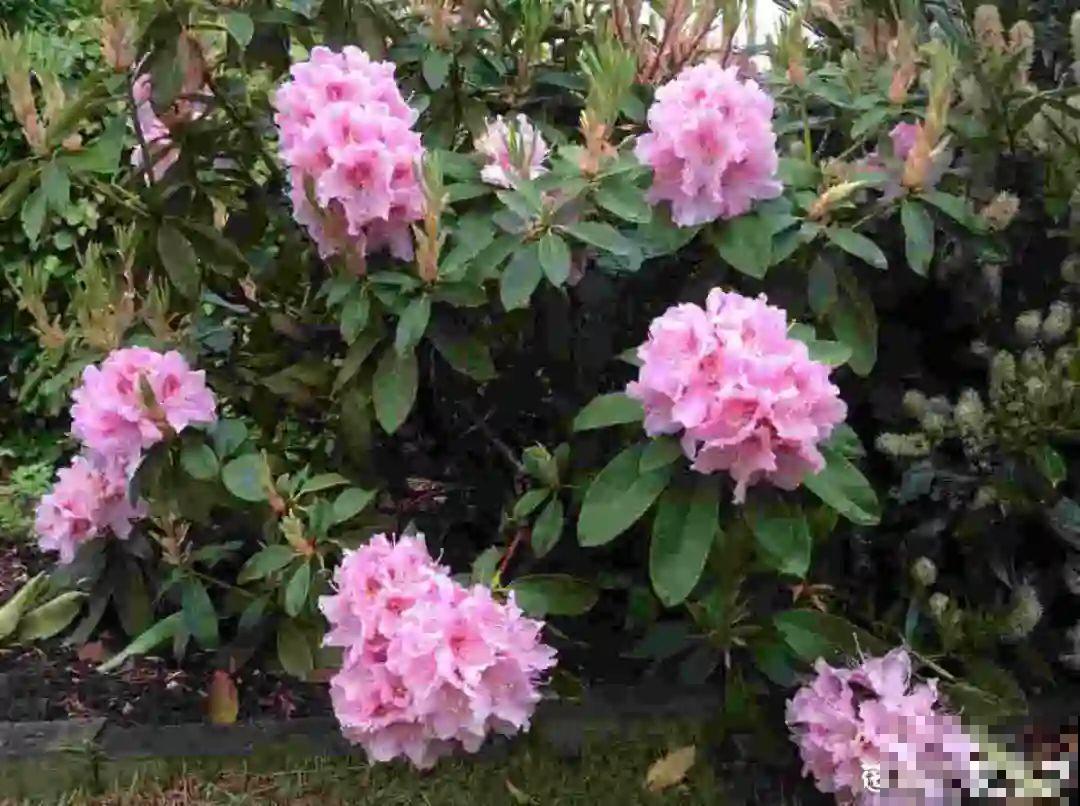 10种耐阴花，放在角落里，开花长成大树！