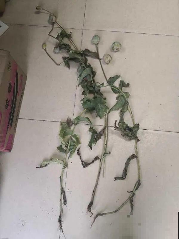 罂粟花不能随便种,私自种植,就得薅光 罂粟花不能随便种,私自种植,就得薅光