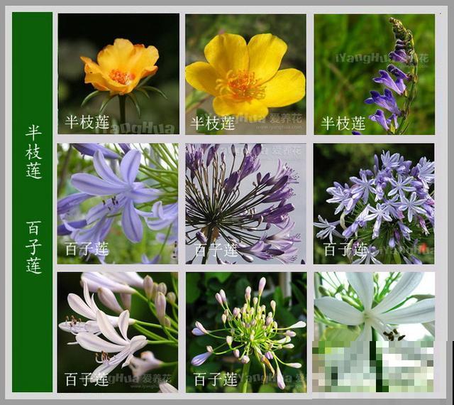 最齐全的《百花图谱》,珍藏起来,路边花都能叫上名! 最齐全的《百花图谱》,珍藏起来,路边花都能叫上名!