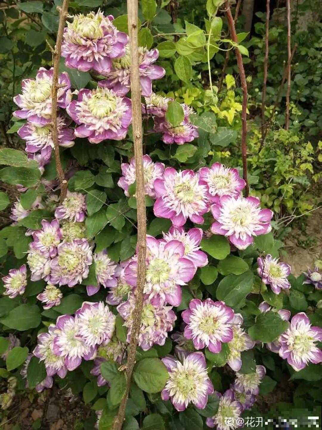大家都爱养的花，其实只能秋天种，错过季节养不活！