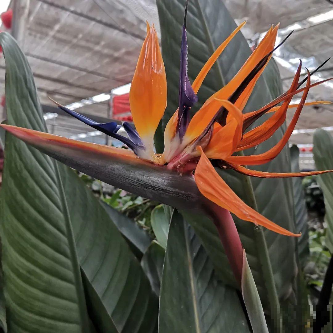 客厅摆盆它，叶子竖着长，有品位、上档次！