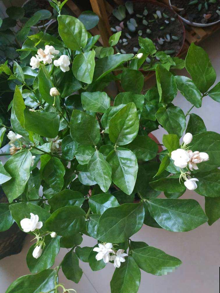 养茉莉，要会“煮”，学会“煮”开花越多