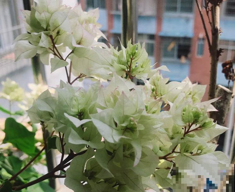 给三角梅扦插,选准秋天,来年花开一大片! 给三角梅扦插,选准秋天,来年花开一大片!