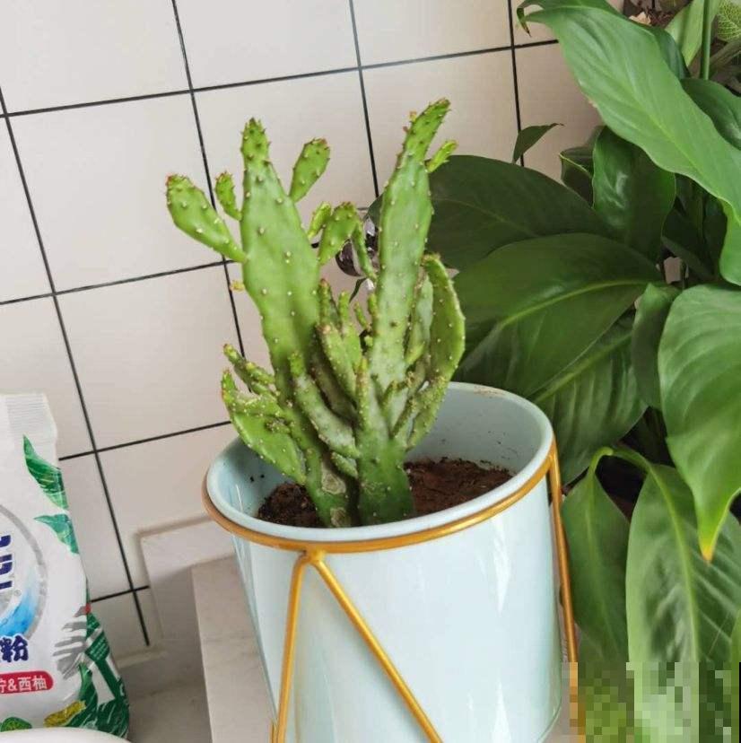 摆上这些北欧风的网红植物,家里想不高大上都难! 摆上这些北欧风的网红植物,家里想不高大上都难!