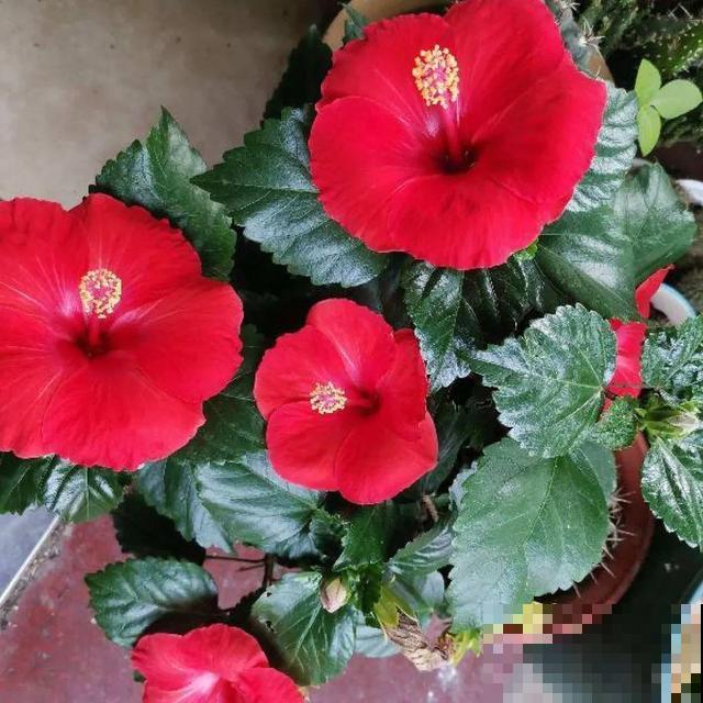 看图猜花名，100道题，测你的养花天分！